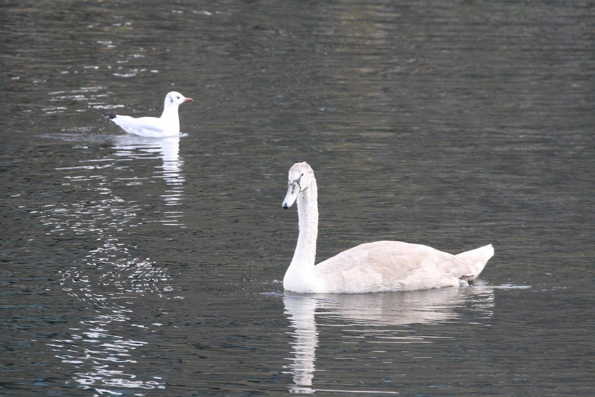 Mute Swan - ML642159058