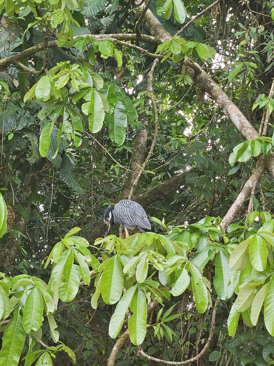Yellow-crowned Night Heron - ML642159061