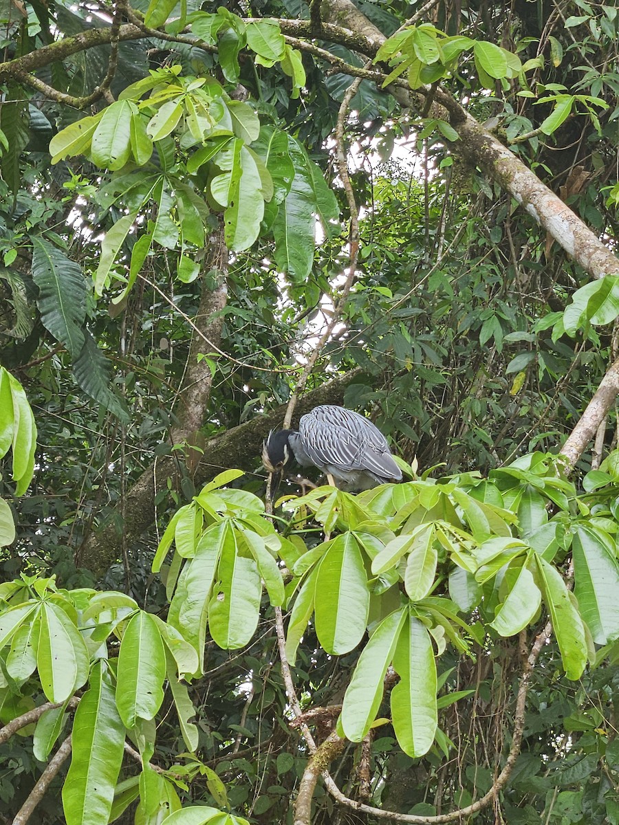 Yellow-crowned Night Heron - ML642159062