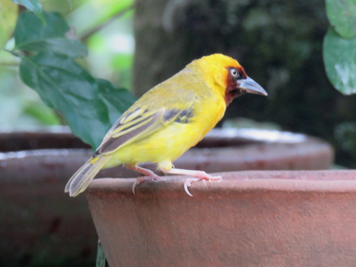 Northern Brown-throated Weaver - ML642159063