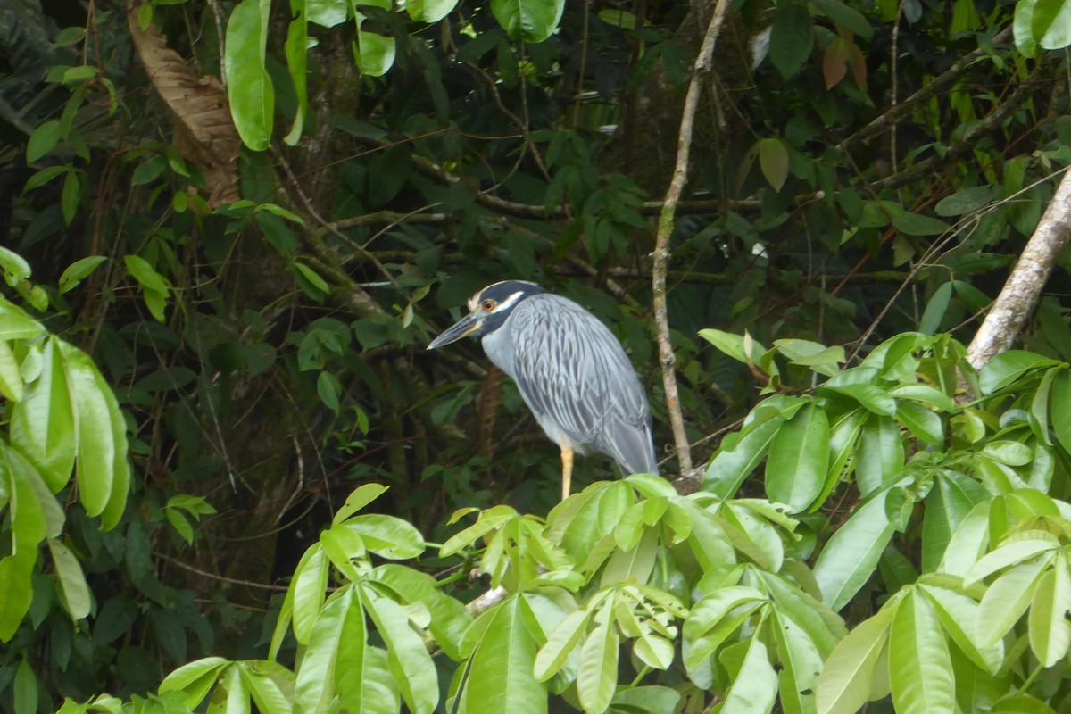 Yellow-crowned Night Heron - ML642159074