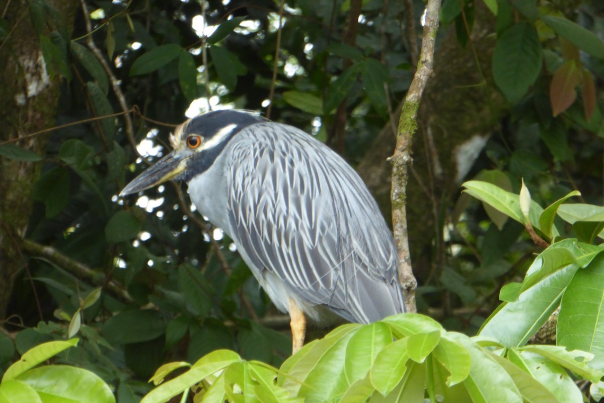 Yellow-crowned Night Heron - ML642159075