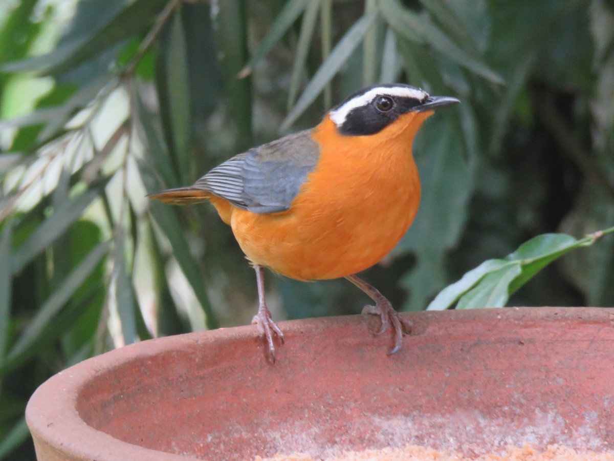 White-browed Robin-Chat - ML642159081