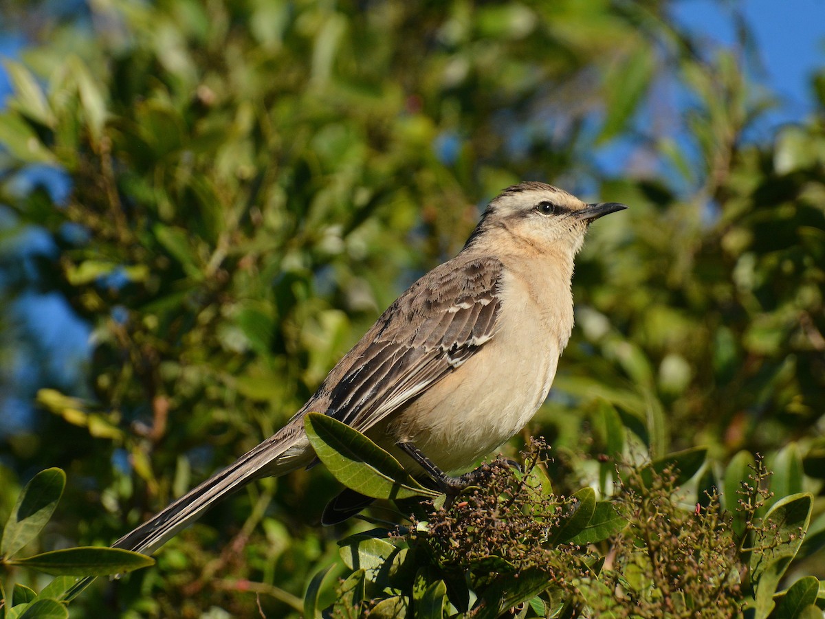 langbrynspottefugl - ML642159084
