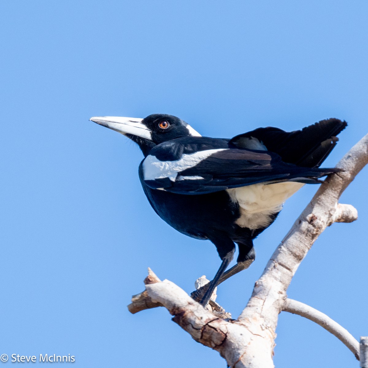 Australian Magpie - ML642159091