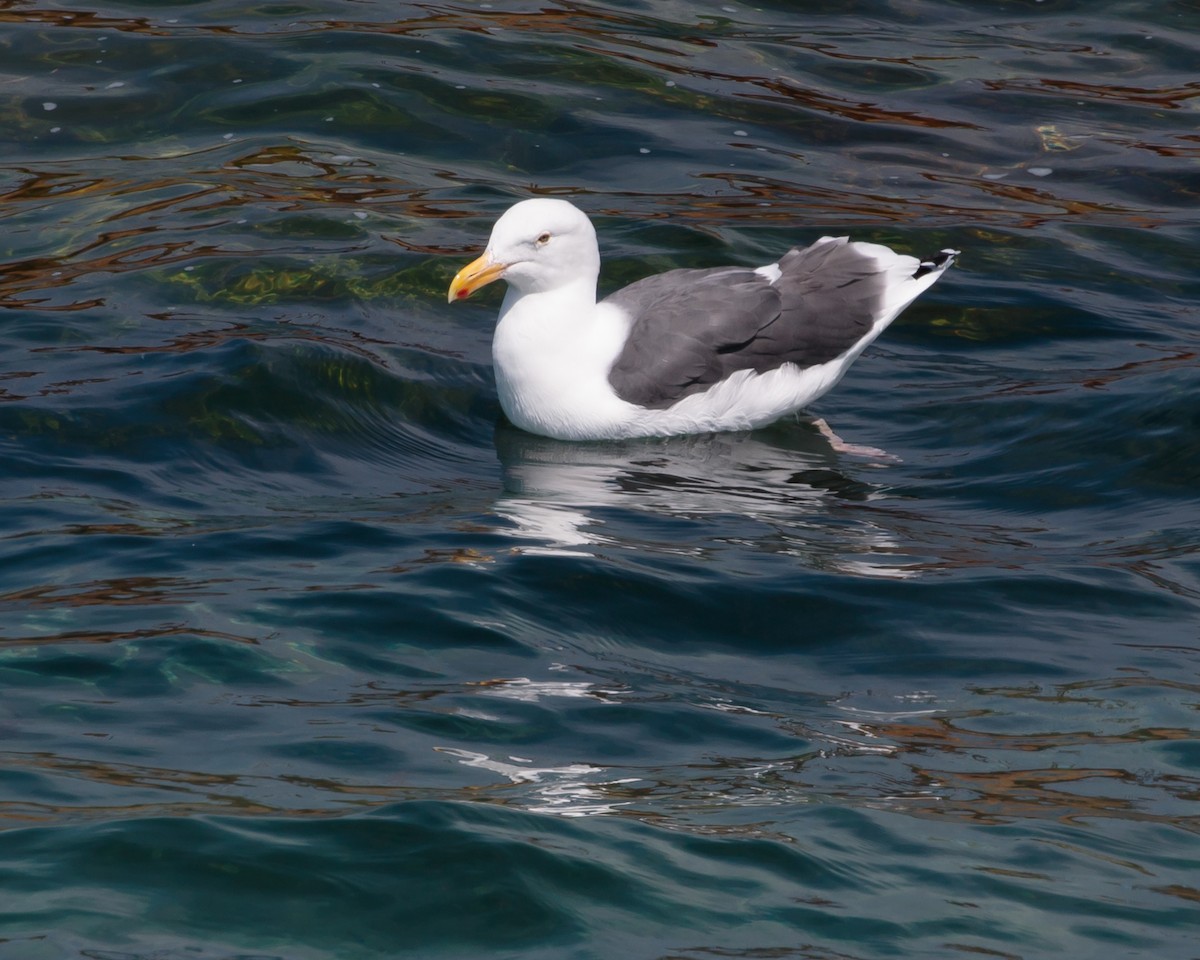 Gaviota Occidental - ML642159102