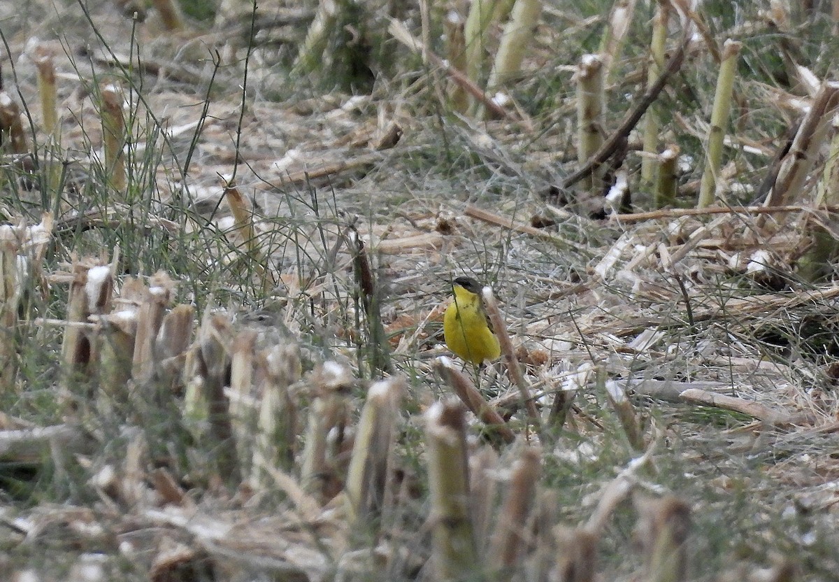 Western Yellow Wagtail (thunbergi) - ML642159130