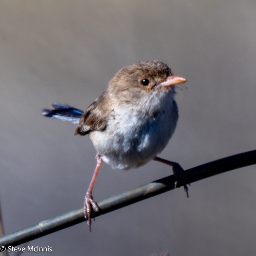 White-winged Fairywren - ML642159131