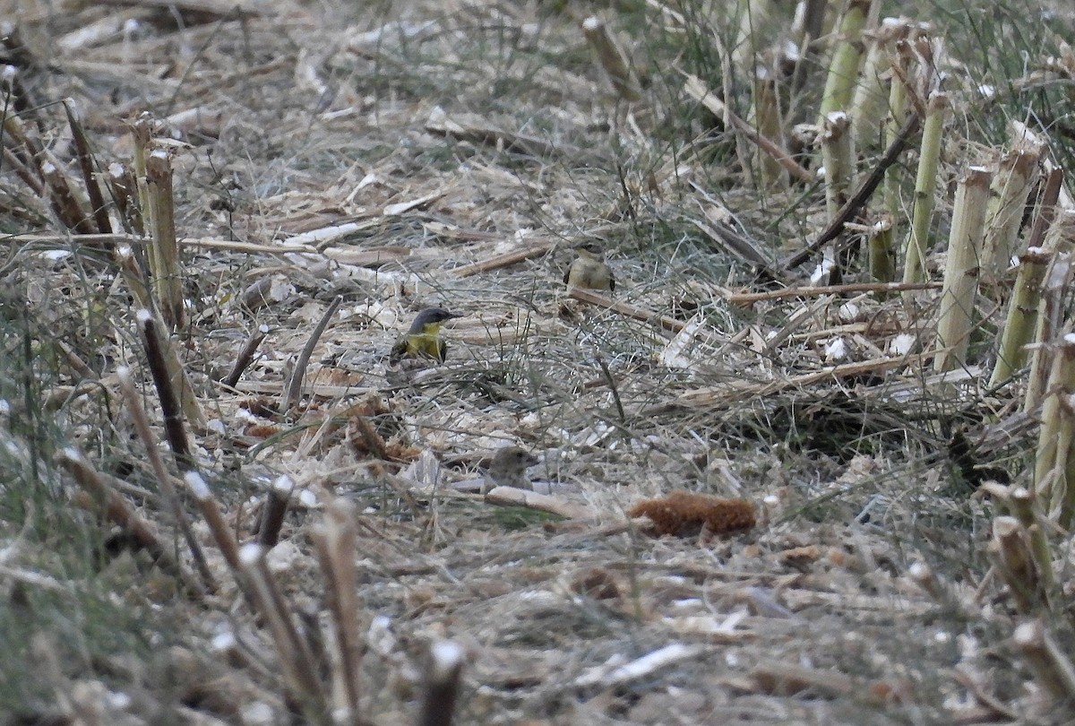 Western Yellow Wagtail (thunbergi) - ML642159134