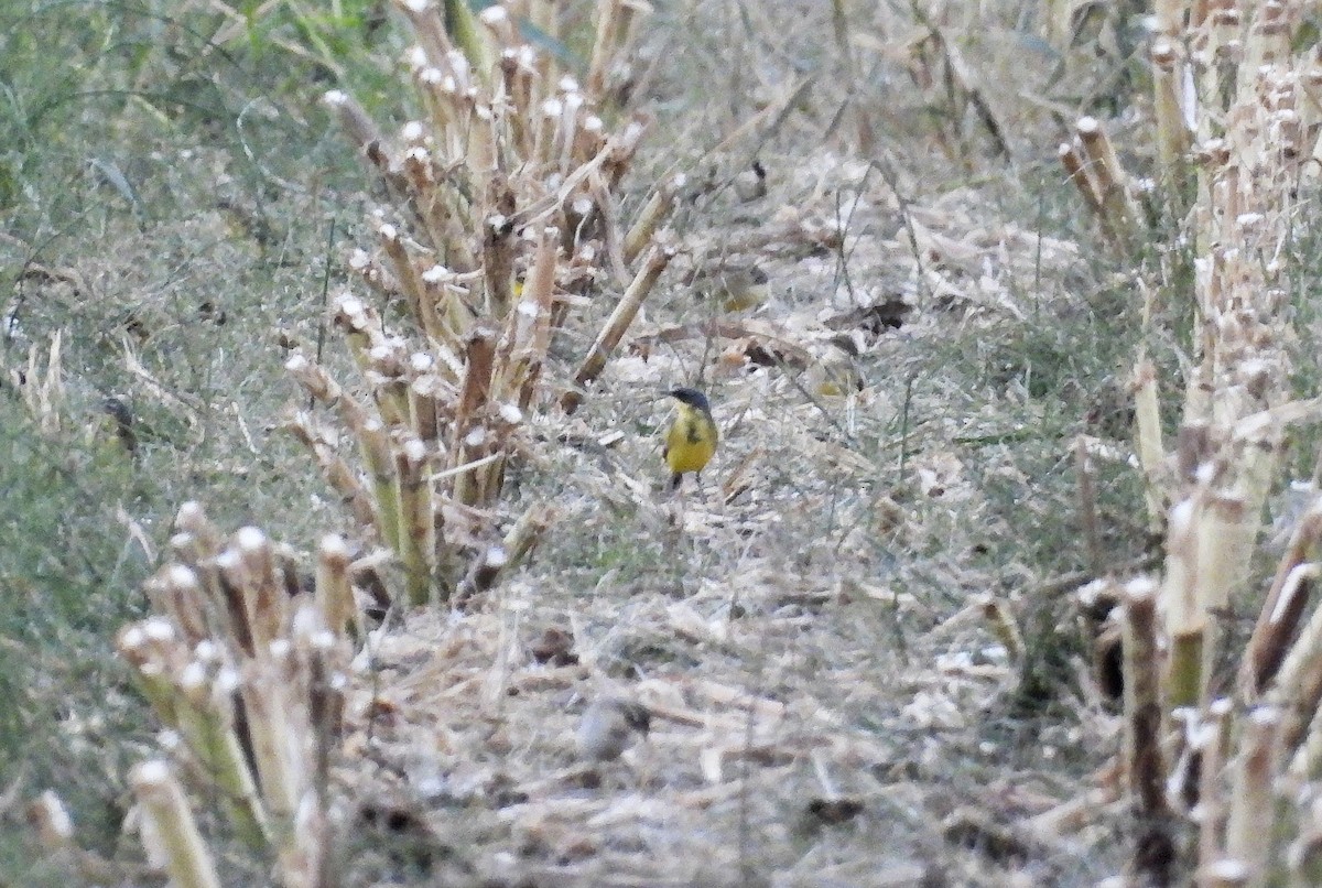 Western Yellow Wagtail (thunbergi) - ML642159144