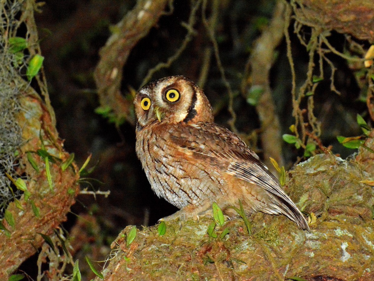 Tropical Screech-Owl - ML642159177