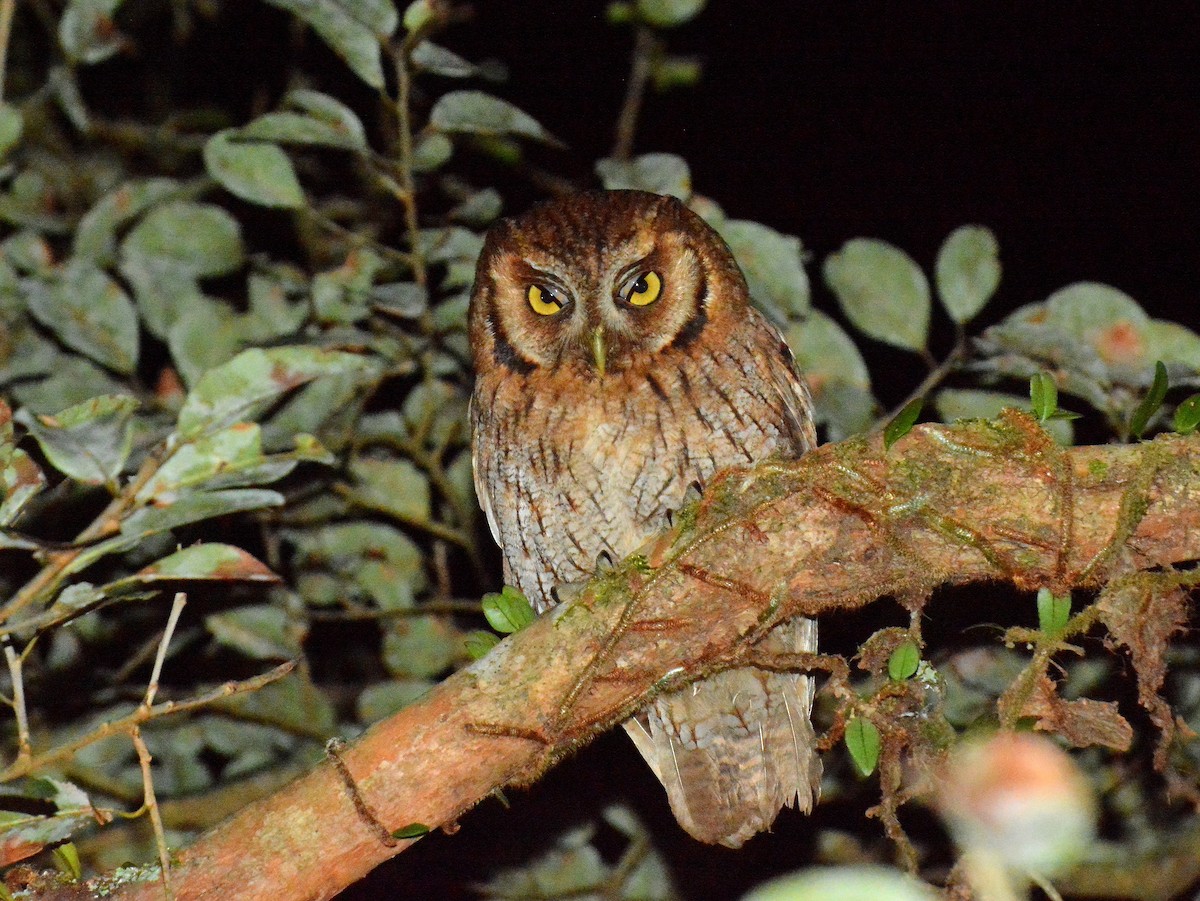 Tropical Screech-Owl - ML642159178