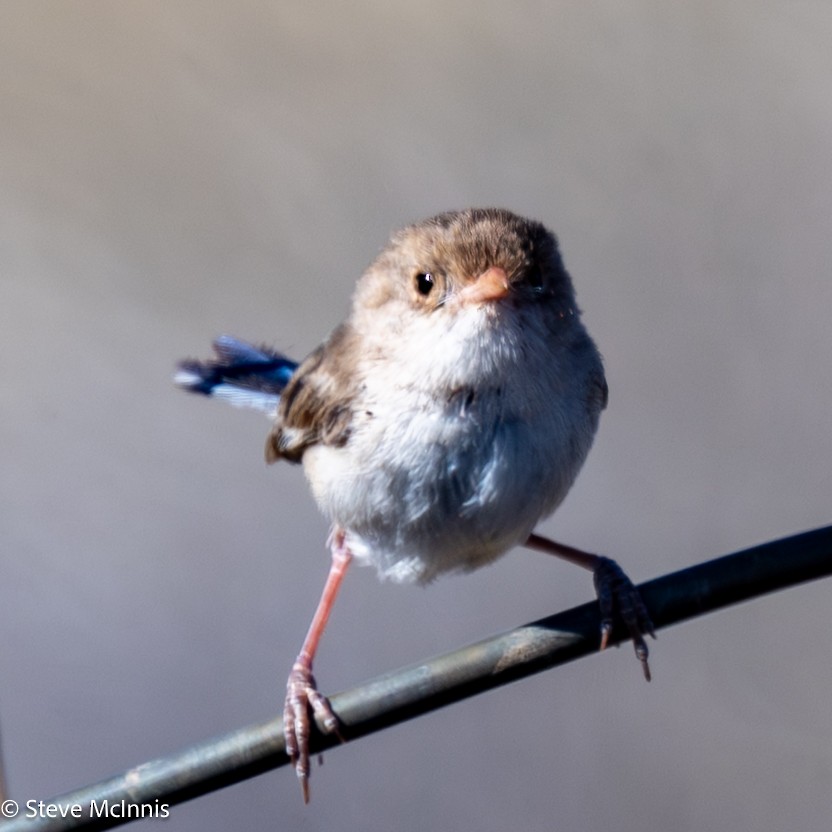 White-winged Fairywren - ML642159186