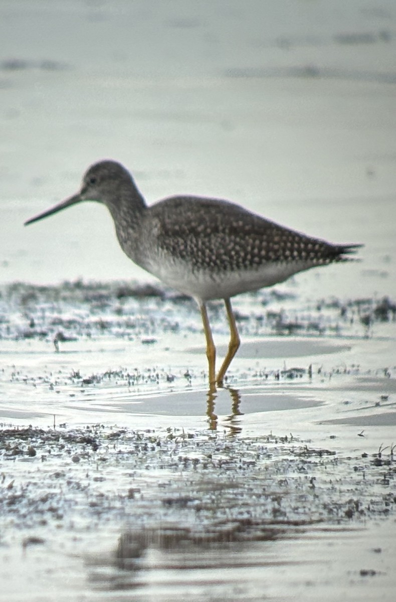 Greater Yellowlegs - ML642159189