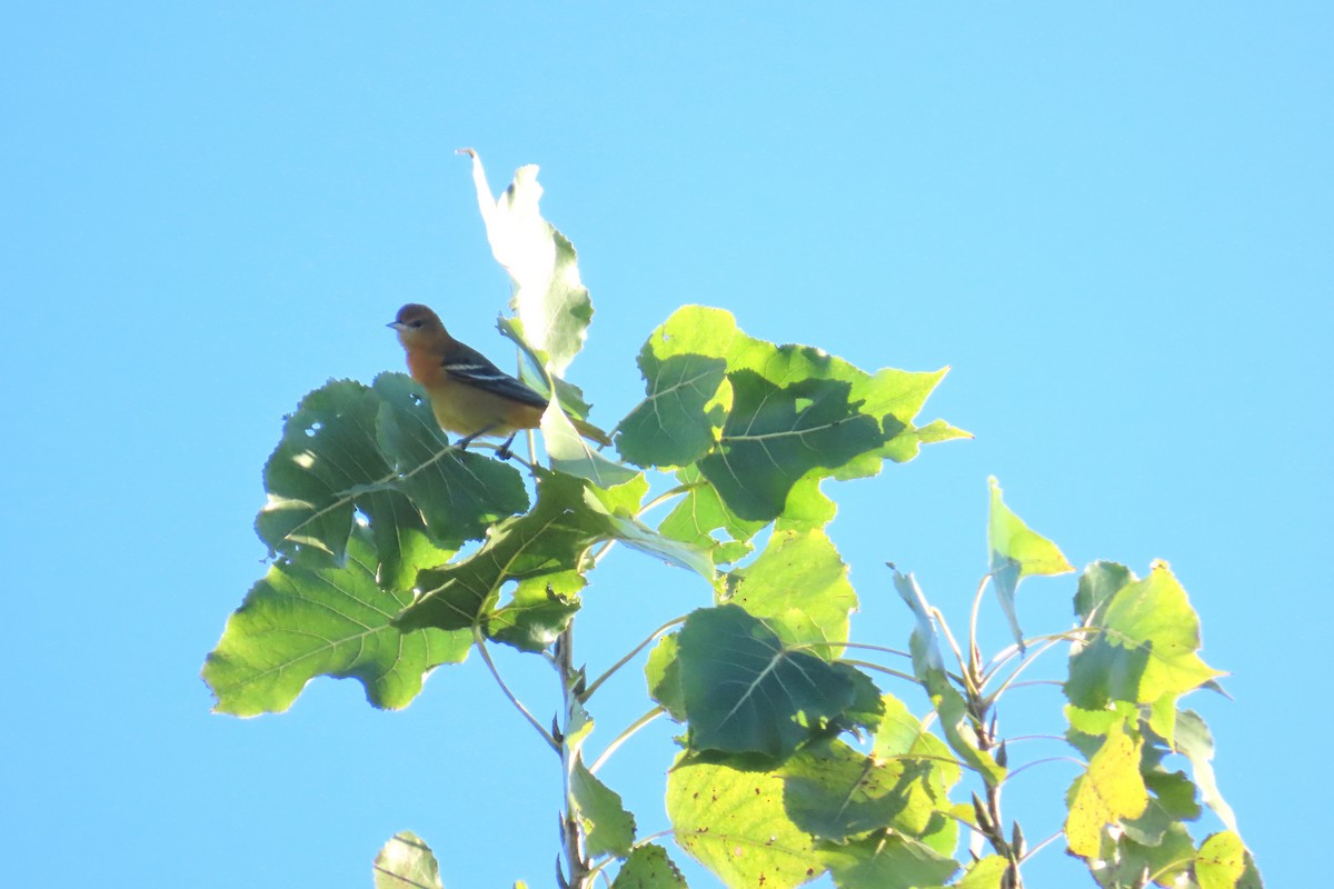 Baltimore Oriole - ML642159191