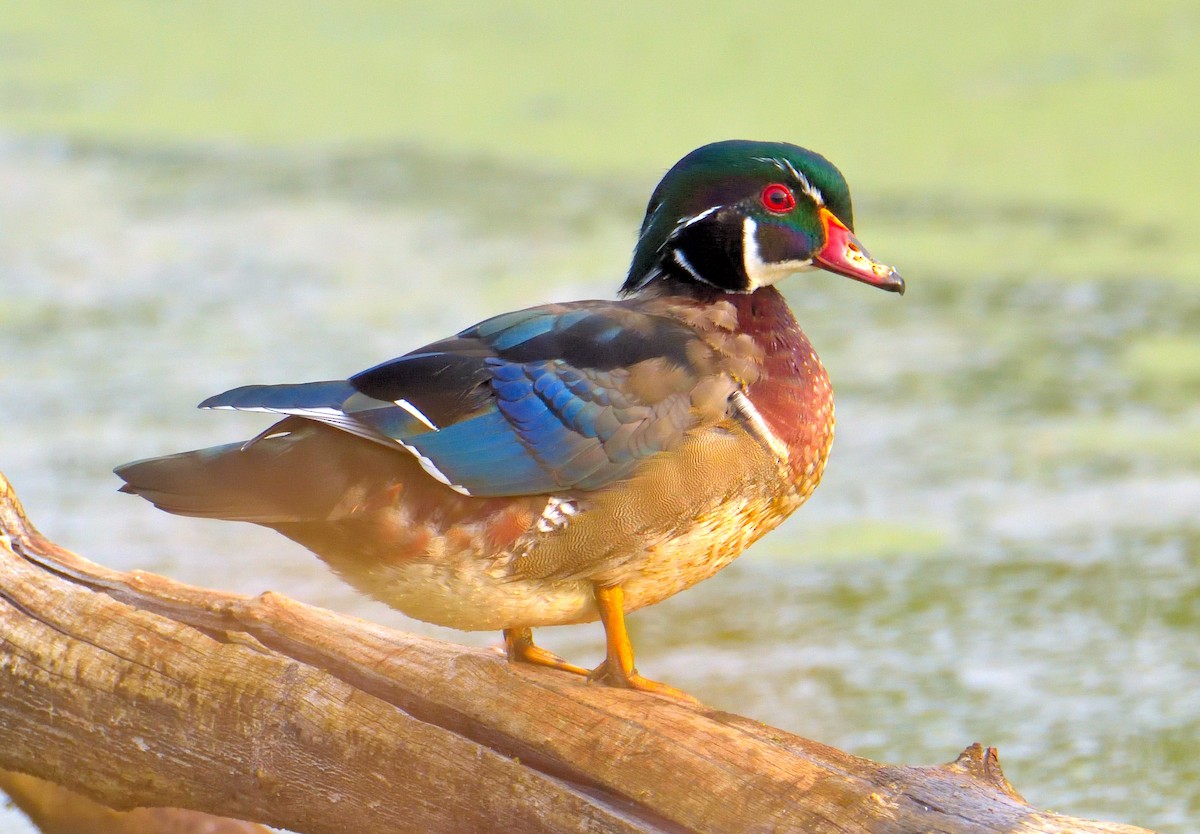 Wood Duck - ML642159203