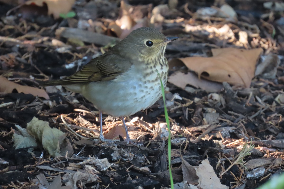 Swainson's Thrush - ML642159214