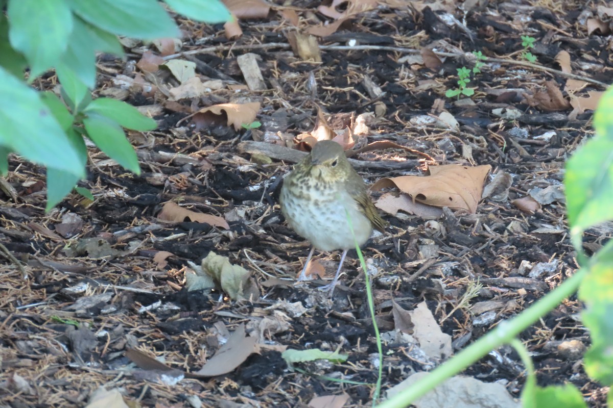 Swainson's Thrush - ML642159215