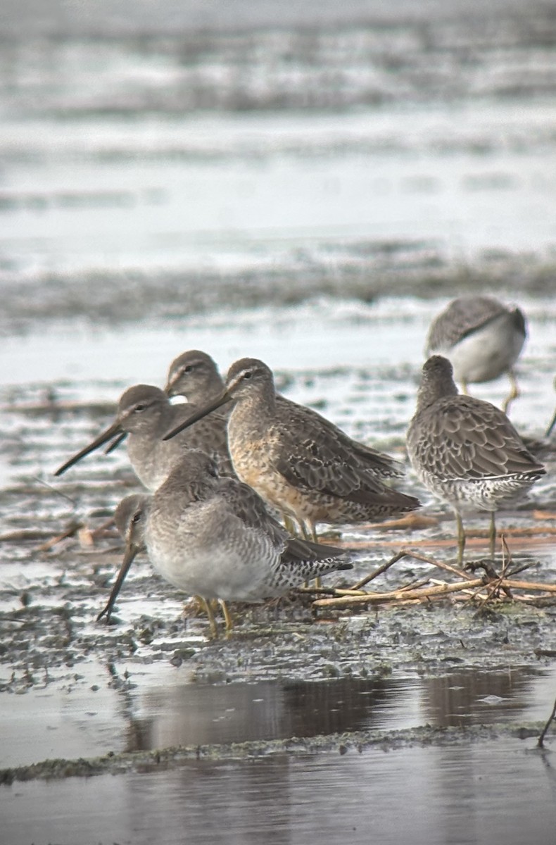 Long-billed Dowitcher - ML642159216
