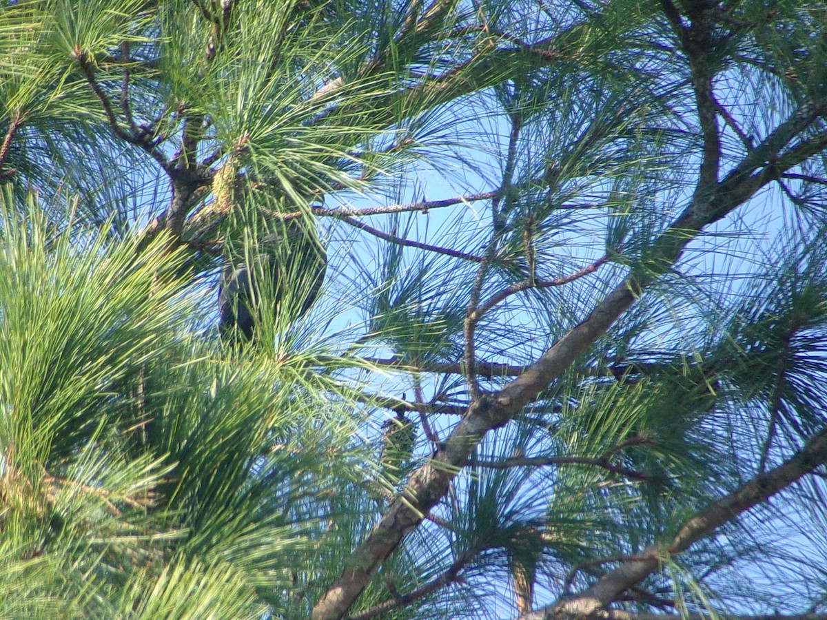 Cooper's Hawk - ML642159237