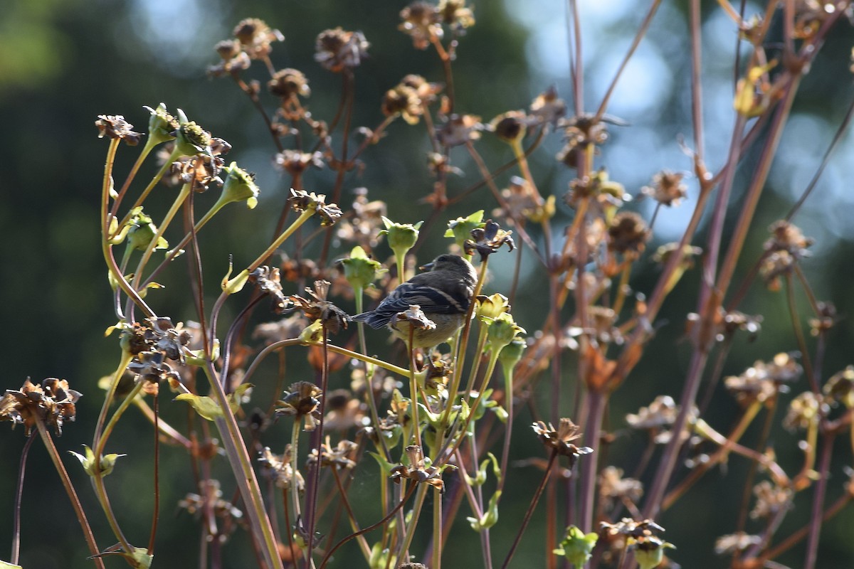 American Goldfinch - ML642159248