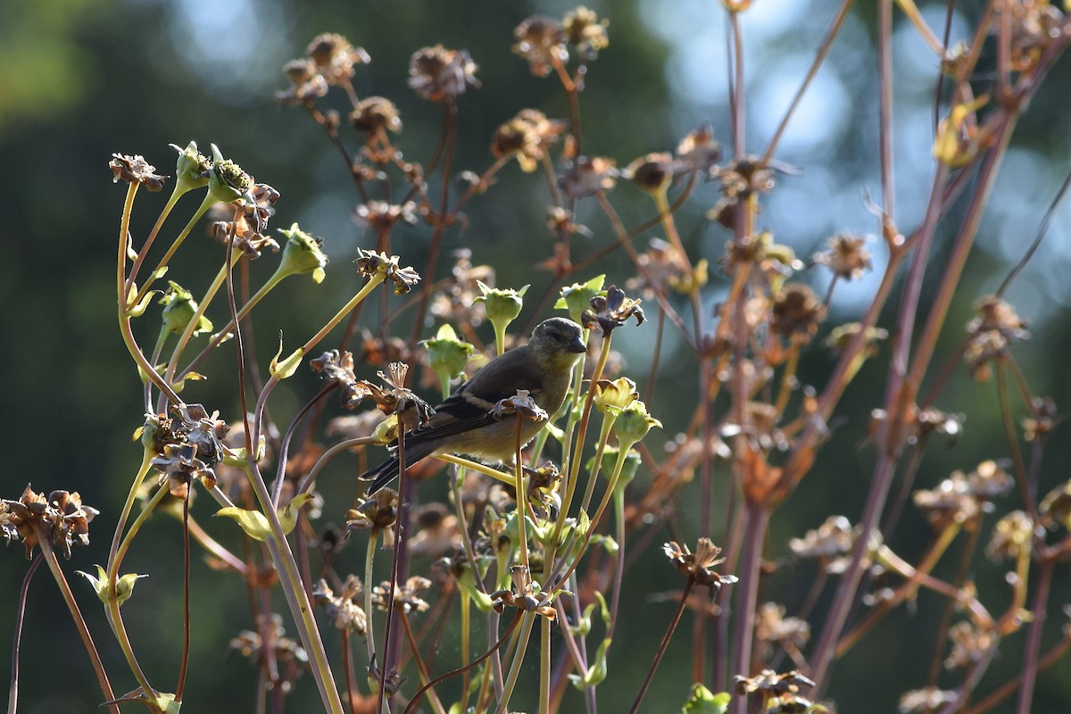 American Goldfinch - ML642159249