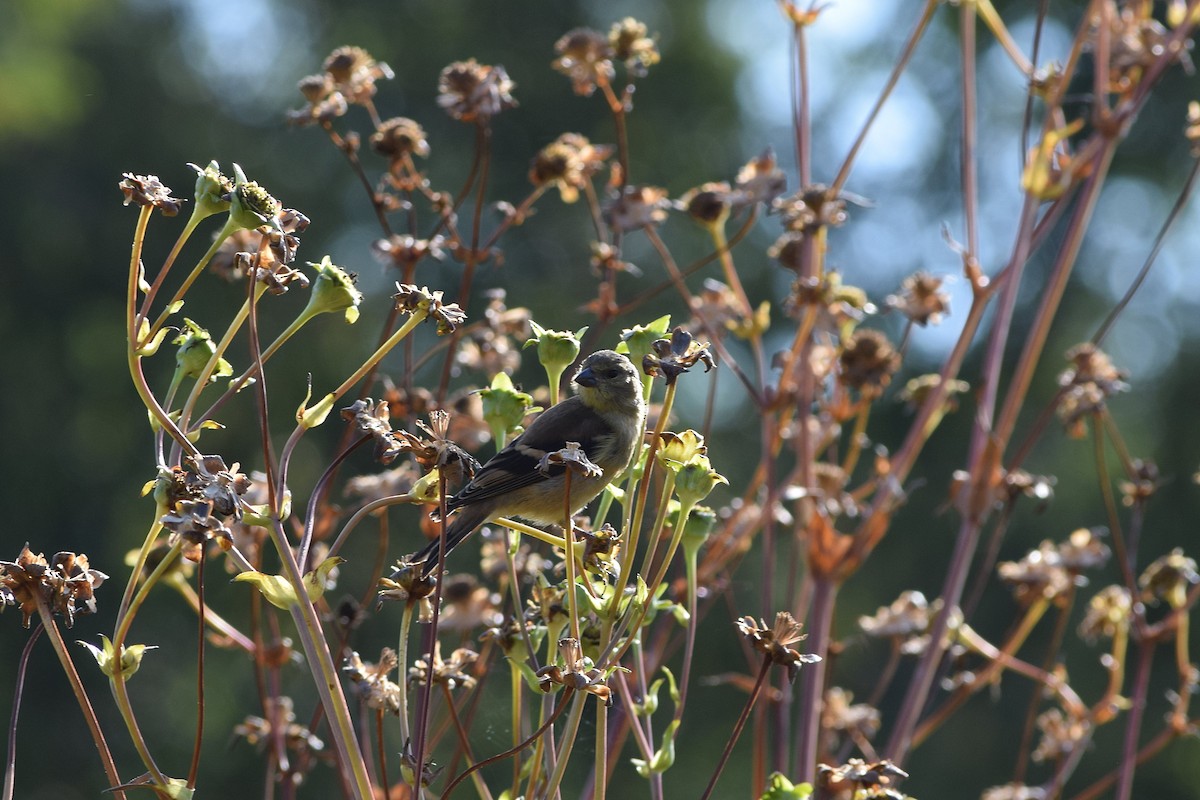 American Goldfinch - ML642159250