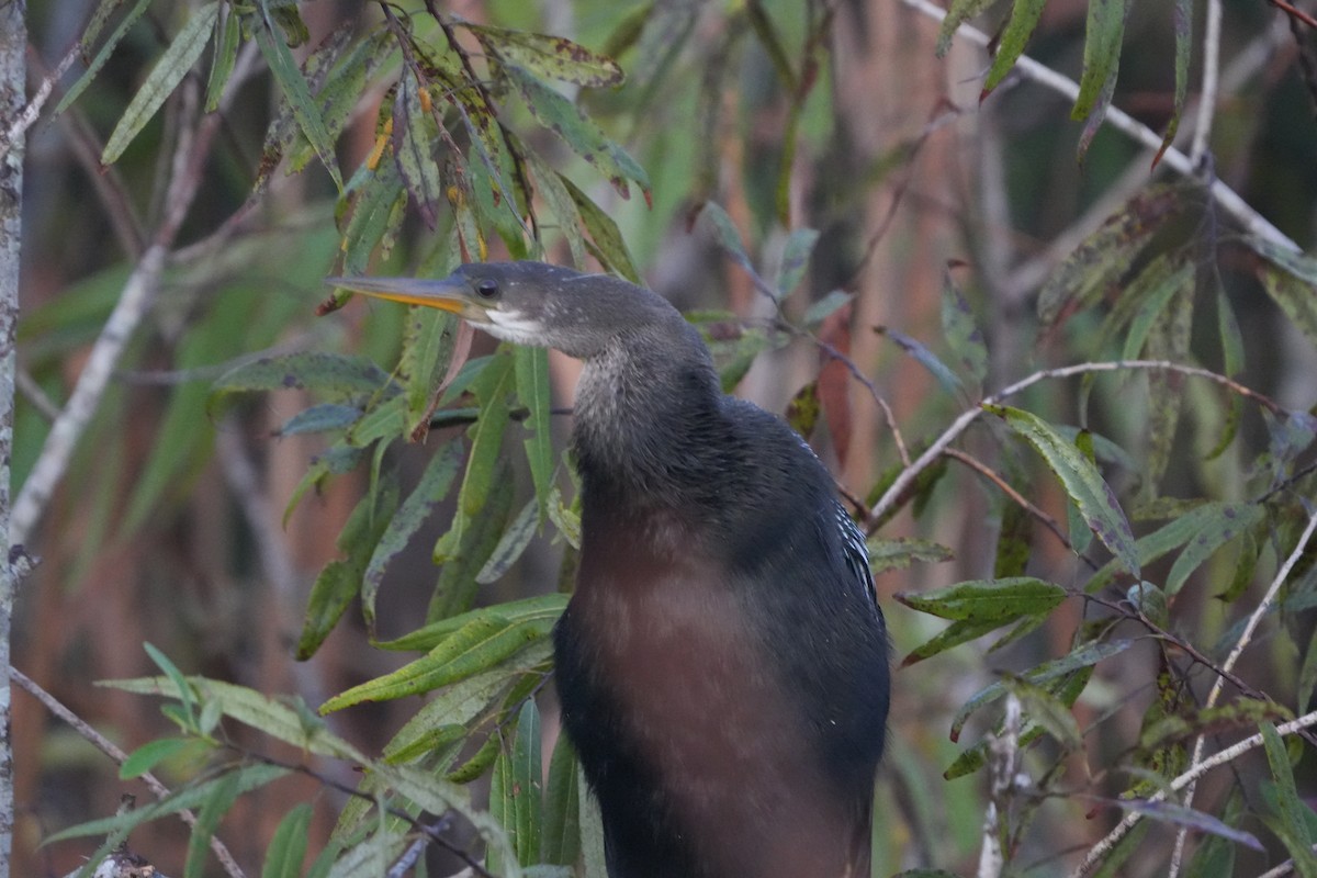 Anhinga - ML642159252