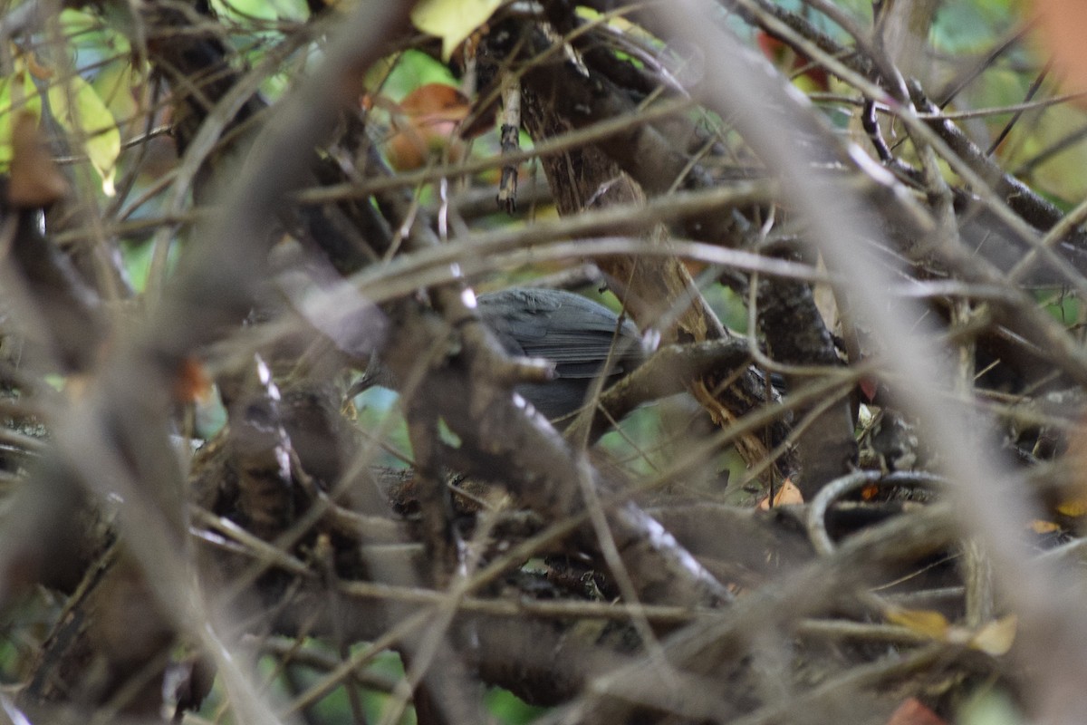 Gray Catbird - ML642159255