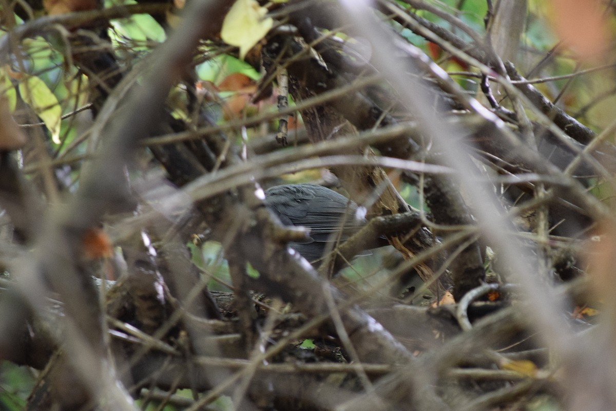 Gray Catbird - ML642159256