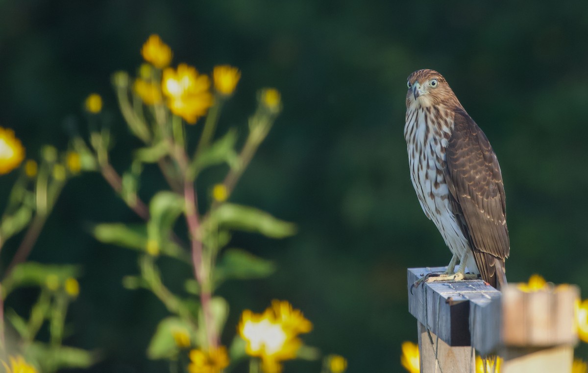Cooper's Hawk - ML642159261