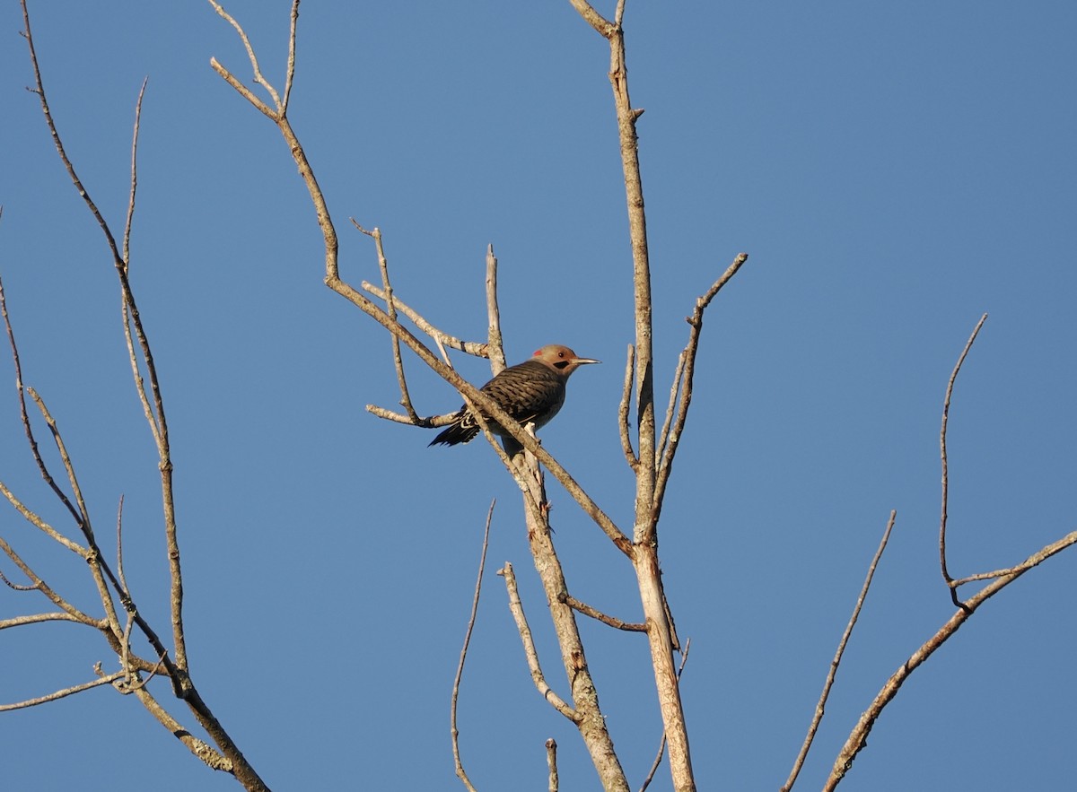 Northern Flicker - ML642159263