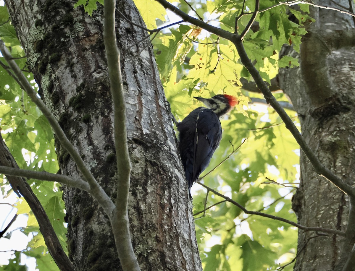 Pileated Woodpecker - ML642159278
