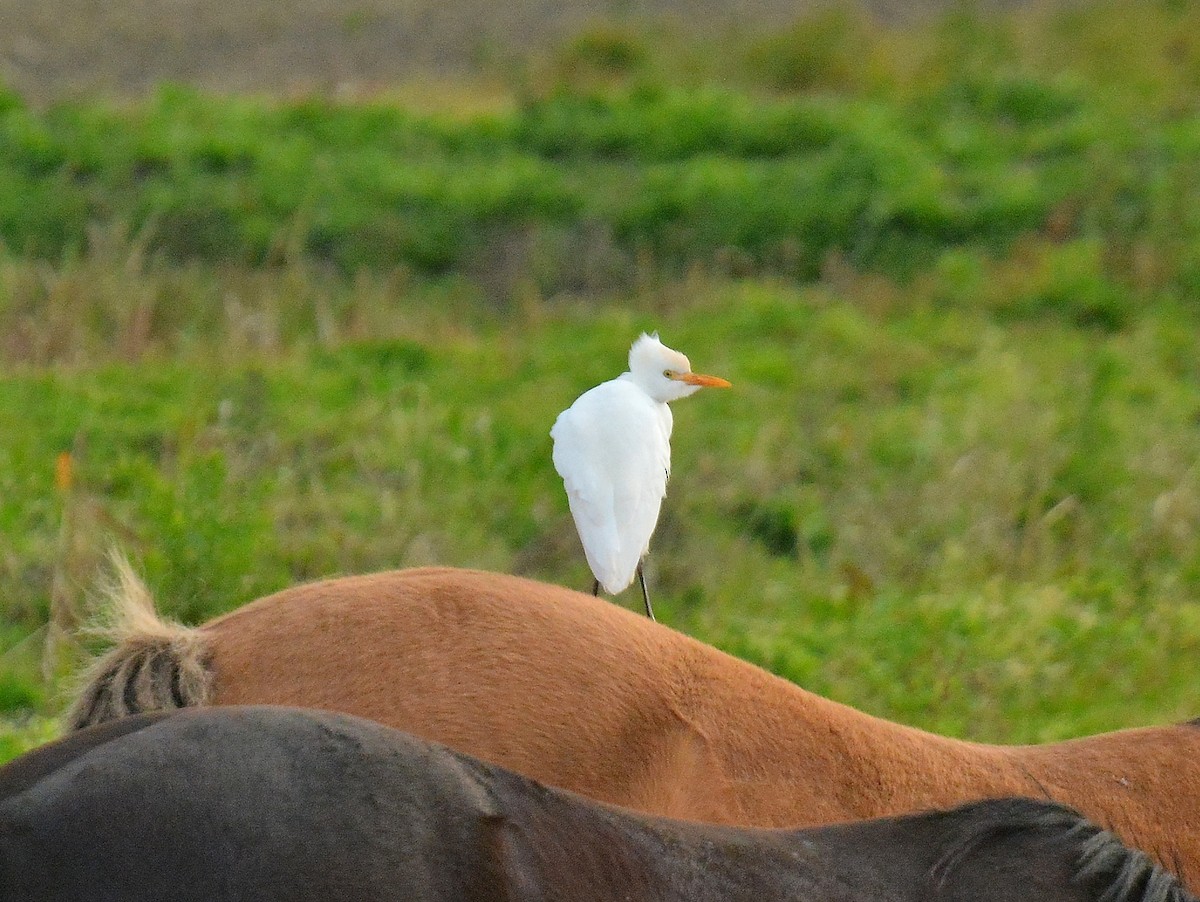 Western Cattle-Egret - ML642159285