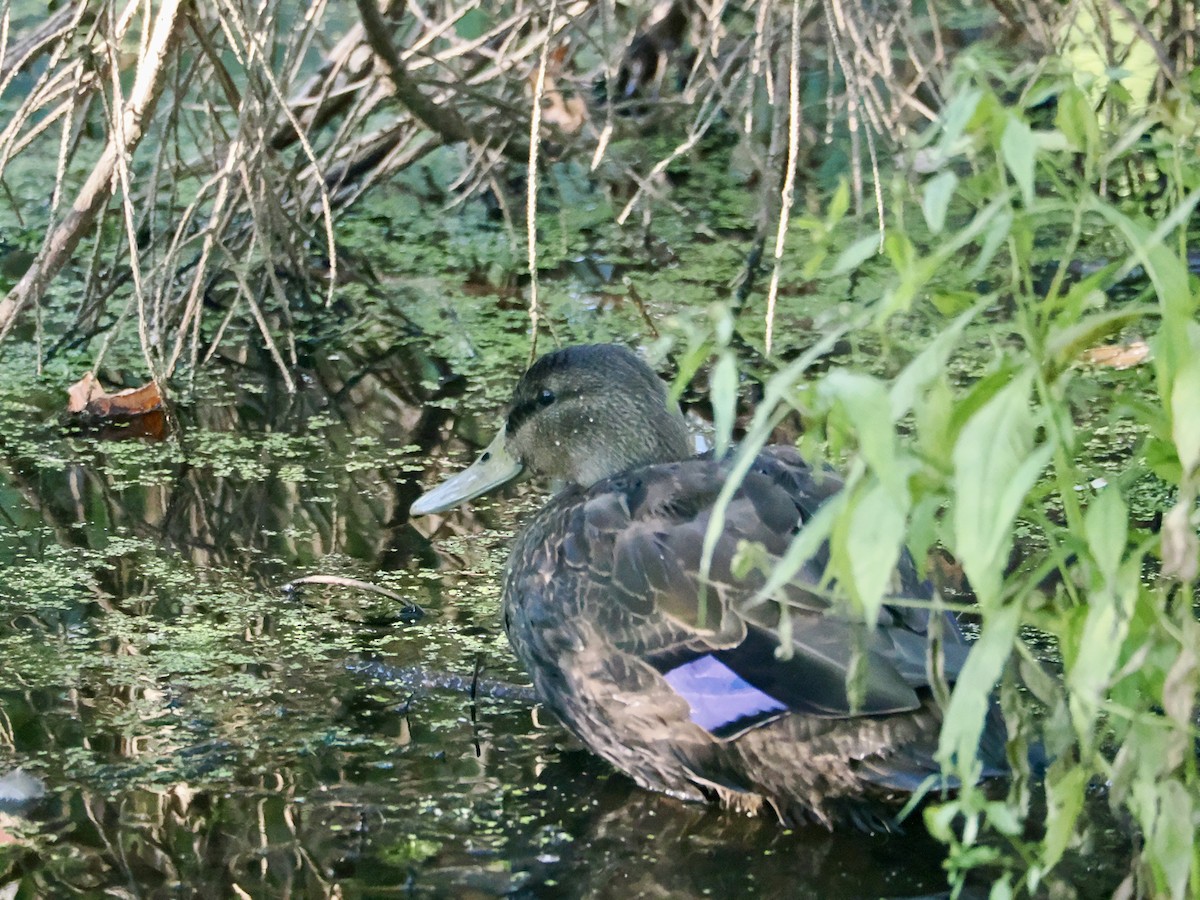 American Black Duck - ML642159288