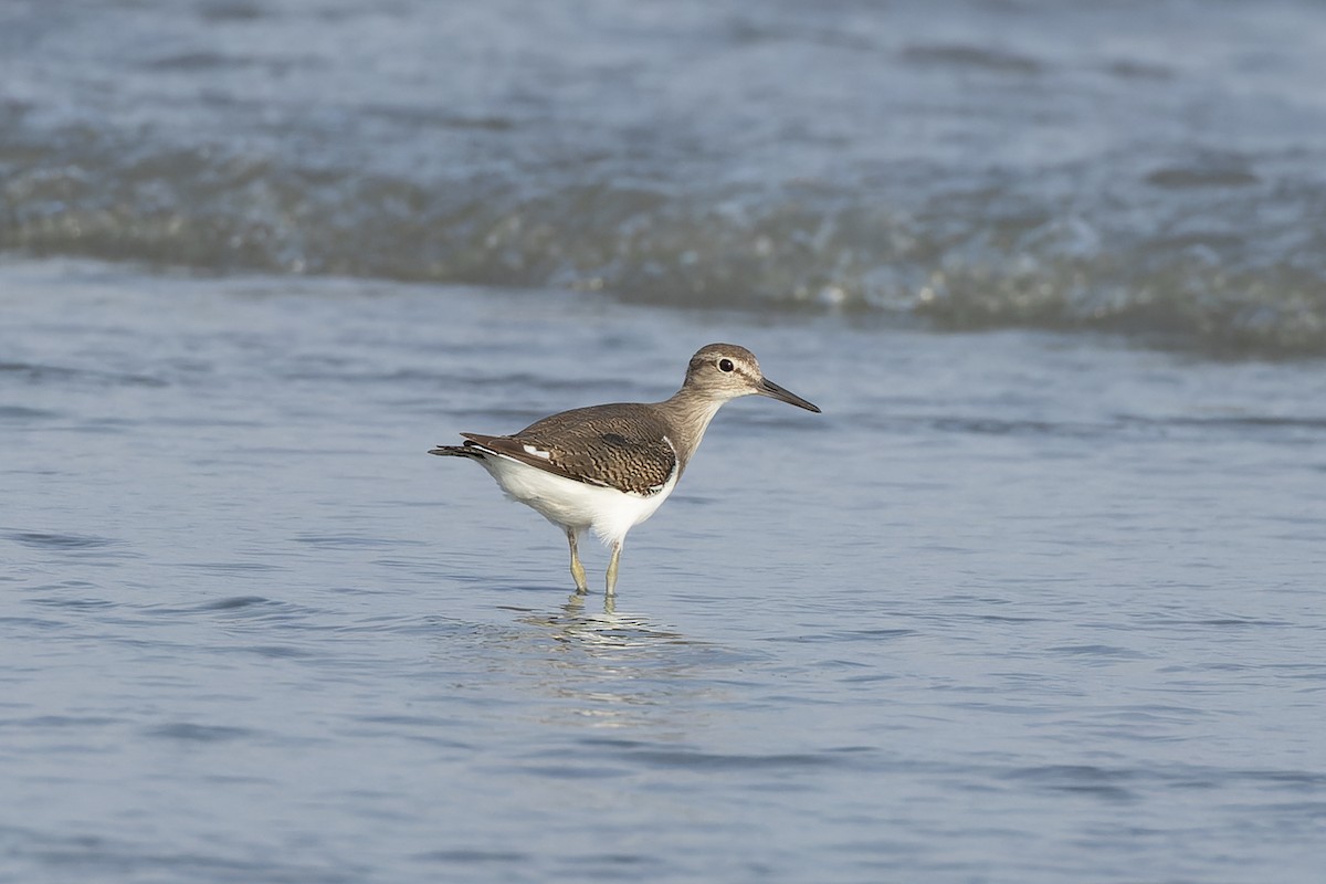 strandsnipe - ML642159303