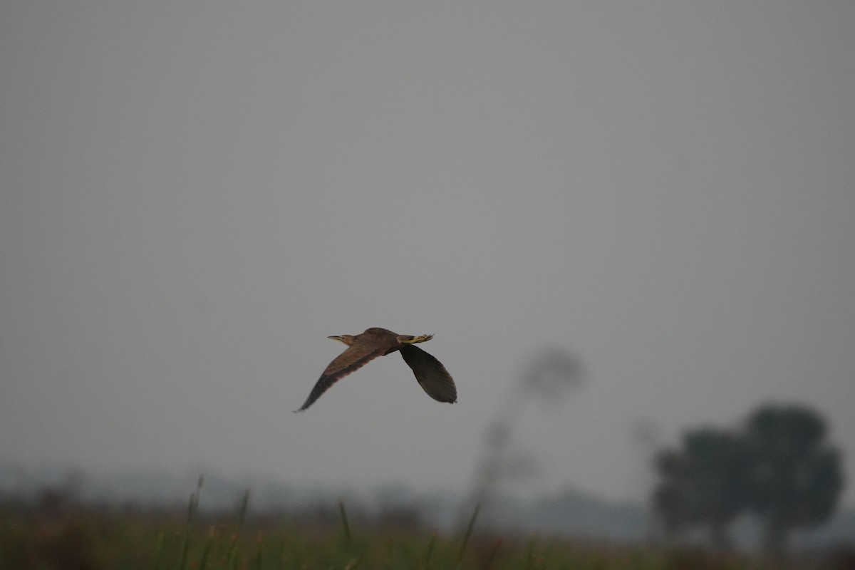 American Bittern - ML642159319
