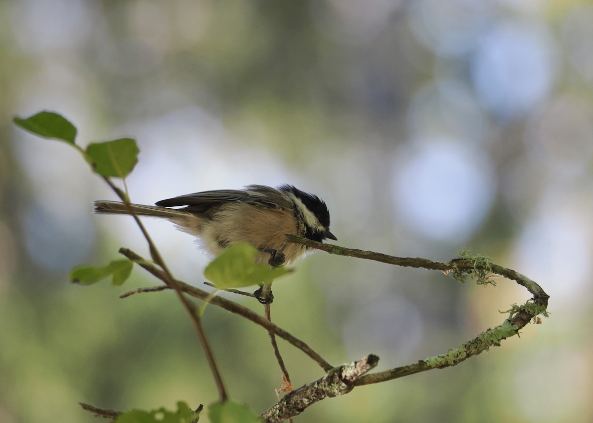 Black-capped Chickadee - ML642159322