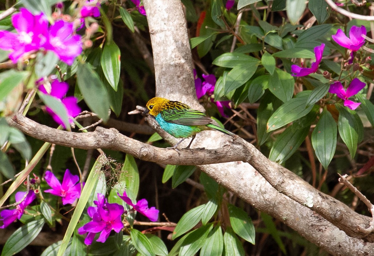 Gilt-edged Tanager - ML642159328