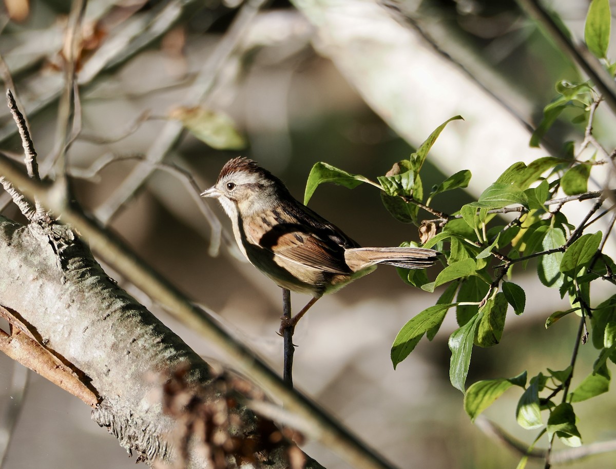 Swamp Sparrow - ML642159333