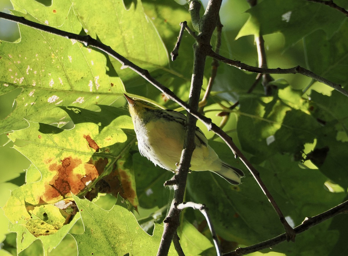 Black-throated Green Warbler - ML642159352
