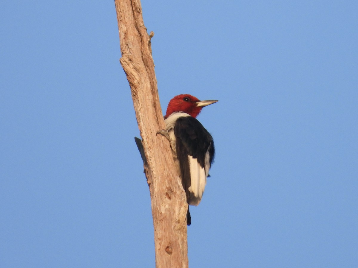 Red-headed Woodpecker - ML642159360