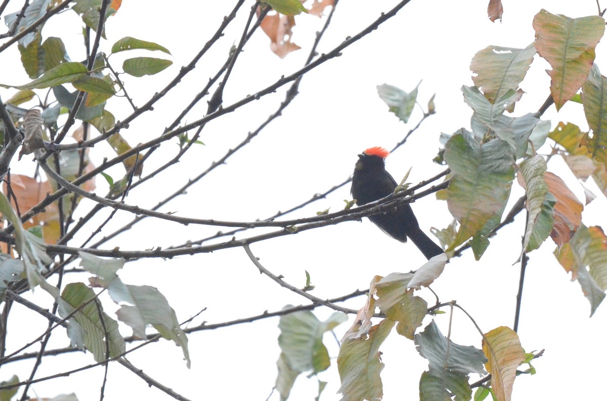 Flame-crested Tanager - ML642159361