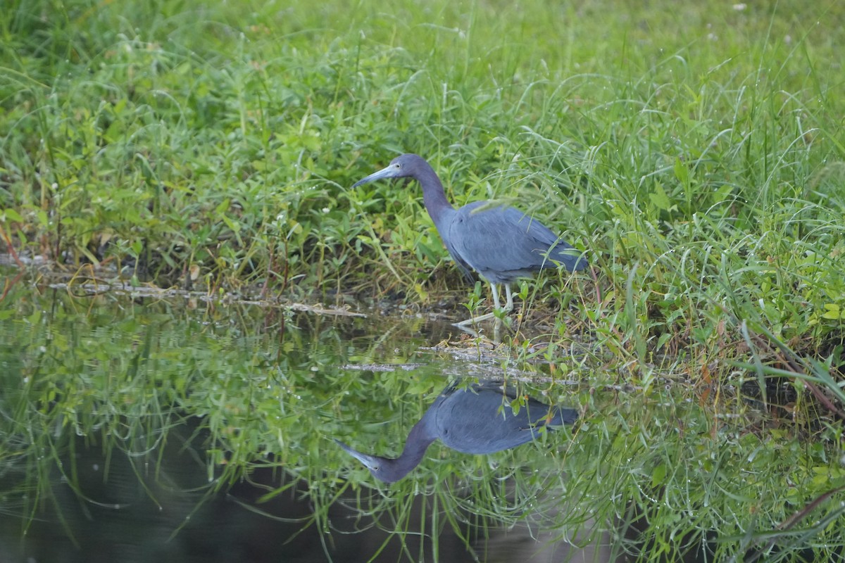 Little Blue Heron - ML642159364