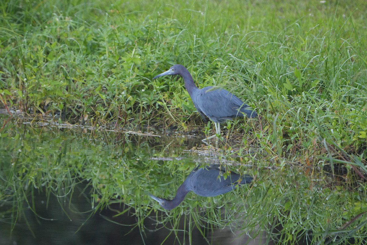 Little Blue Heron - ML642159365
