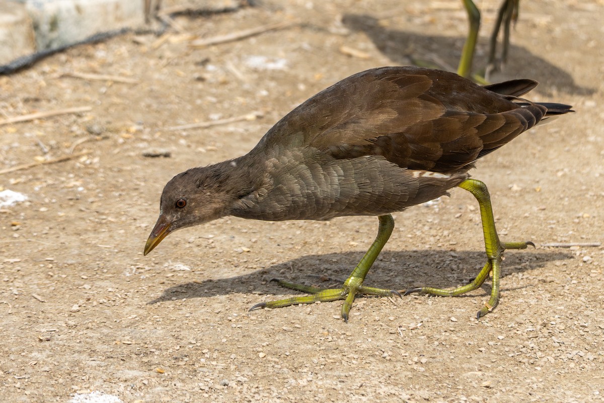 Gallinule poule-d'eau - ML642159369