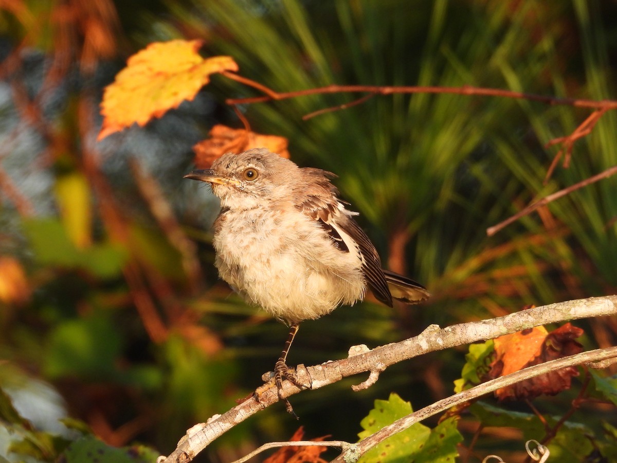 Northern Mockingbird - ML642159394