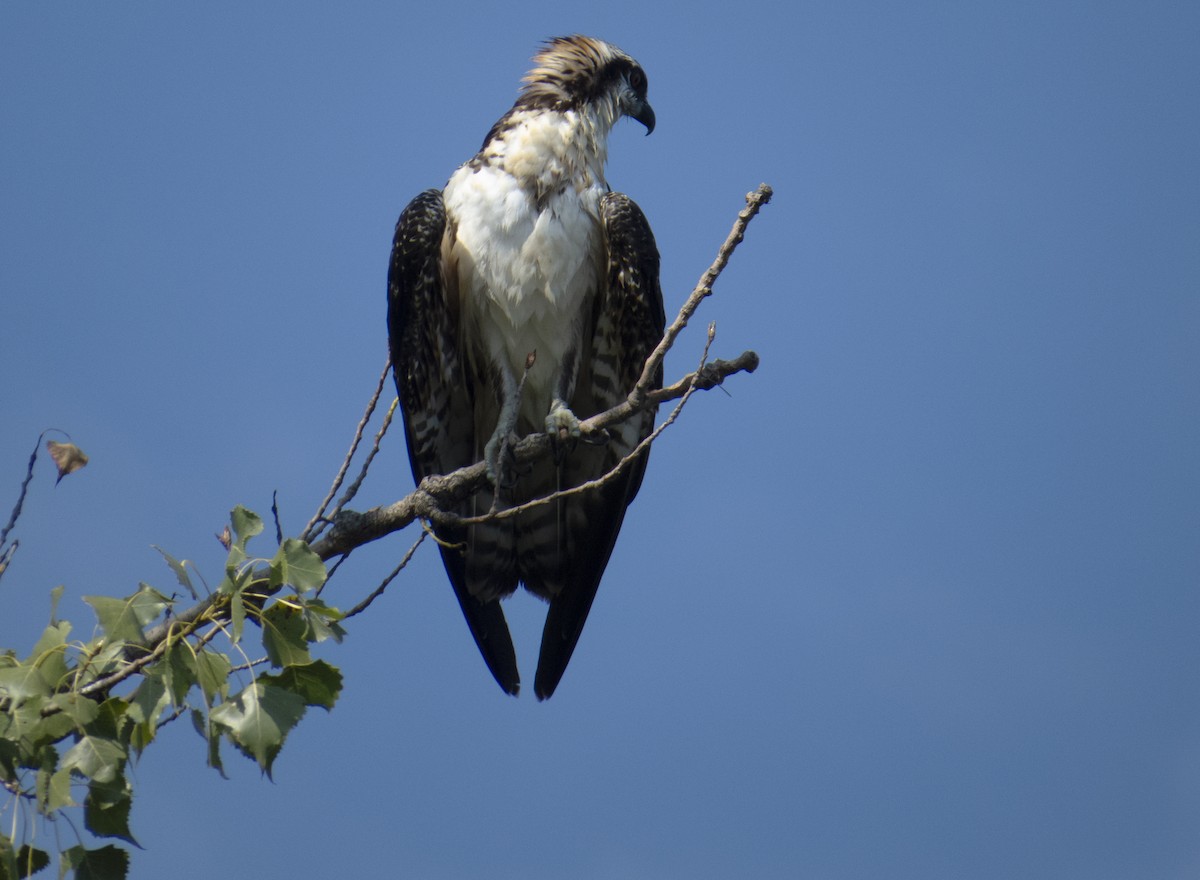 Osprey - ML642159404