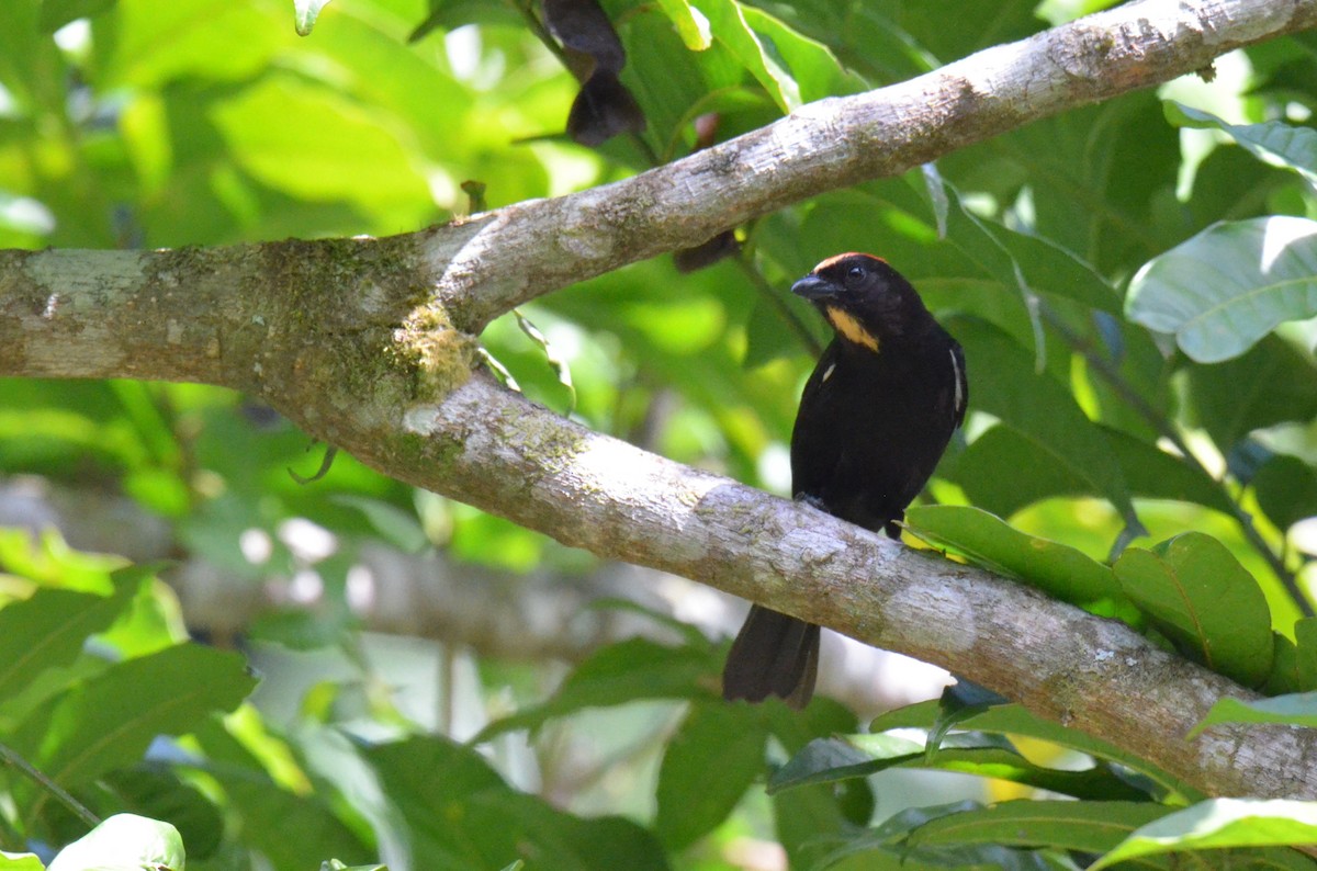 Flame-crested Tanager - ML642159407