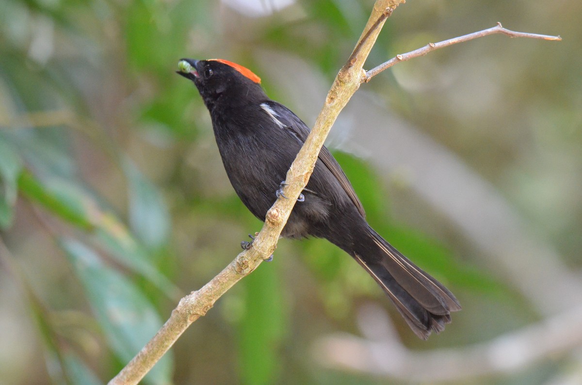 Flame-crested Tanager - ML642159410